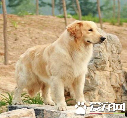 金毛尋回犬吃什麼 肉類食品是必不可少的