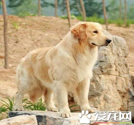 金毛尋回犬產地 金毛尋回犬產地在蘇格蘭