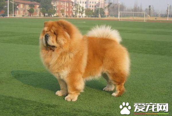 金毛犬和松獅犬哪個好養 金毛犬更好養