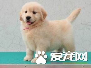 金毛犬和松獅犬哪個好養 金毛犬更好養