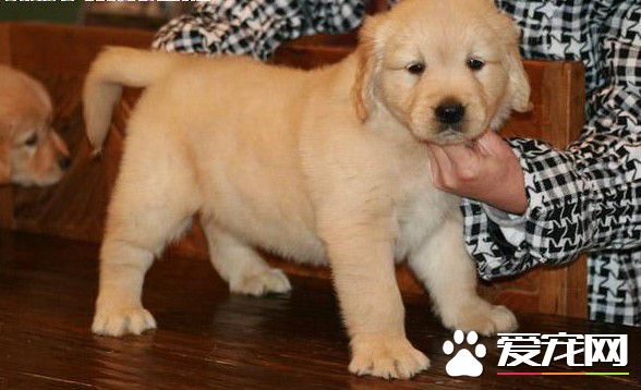 金毛犬和松獅犬哪個好養 金毛犬更好養