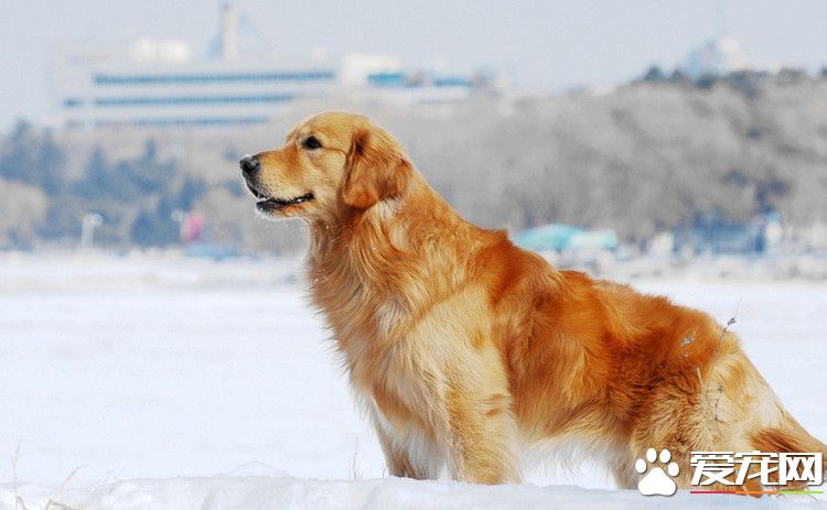 金毛犬和金毛尋回犬的區別 它們是一個品種