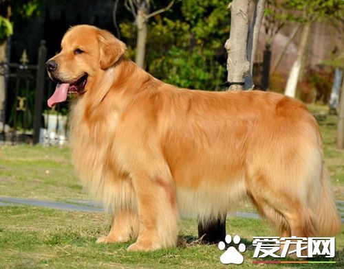金毛犬和金毛尋回犬的區別 它們是一個品種