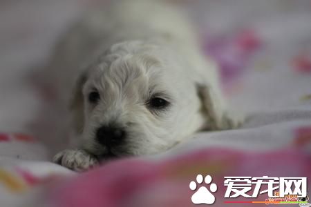 純種卷毛比熊犬特征 純種比熊犬的體型特征