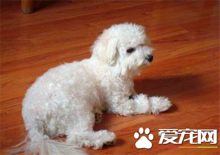 純種卷毛比熊犬特征 純種比熊犬的體型特征