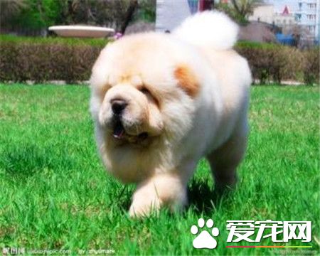 純種松獅犬臭嗎 造成松獅犬體臭原因是什麼