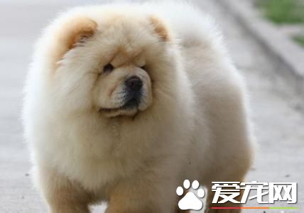 純種松獅犬臭嗎 造成松獅犬體臭原因是什麼