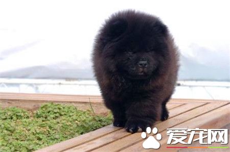 純種松獅犬臭嗎 造成松獅犬體臭原因是什麼