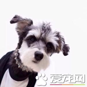 純種迷你雪納瑞顏色 迷你雪納瑞顏色一般有三種