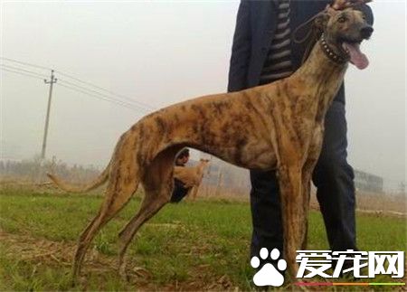 純種靈缇犬應怎樣去養 靈缇犬如何喂養
