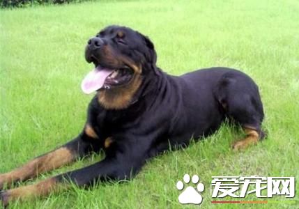 純種羅威納犬特征 目前羅威納犬有三種類型