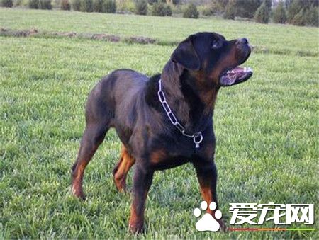 純種羅威納犬特征 目前羅威納犬有三種類型