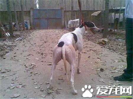 純種靈缇犬應怎樣去養 靈缇犬如何喂養