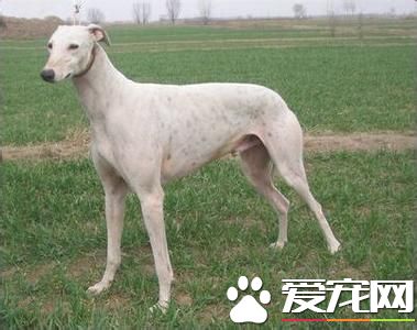 純種靈缇犬應怎樣去養 靈缇犬如何喂養