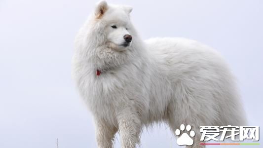純種薩摩耶犬的特點 純種薩摩耶犬的外表特征