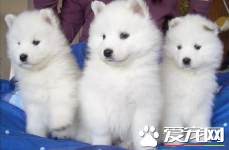 純種薩摩耶犬特征 純種薩摩耶犬頭部呈楔形