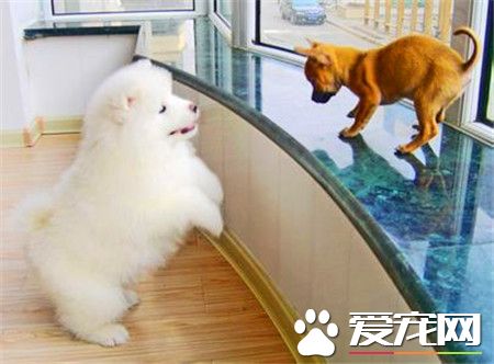 純種薩摩耶犬特征 純種薩摩耶犬頭部呈楔形
