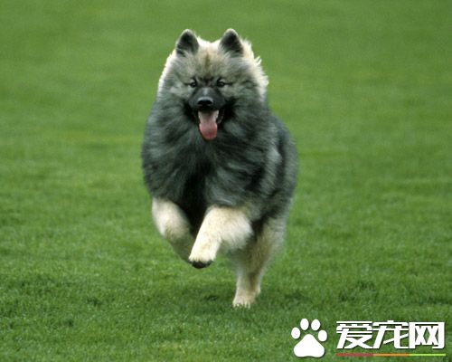 荷蘭毛獅犬訓練難度 荷蘭毛獅犬如何訓練