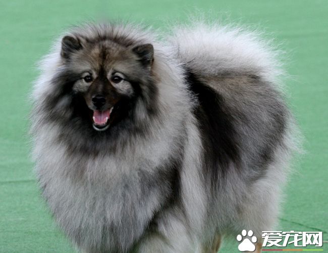 荷蘭毛獅犬訓練難度 荷蘭毛獅犬如何訓練
