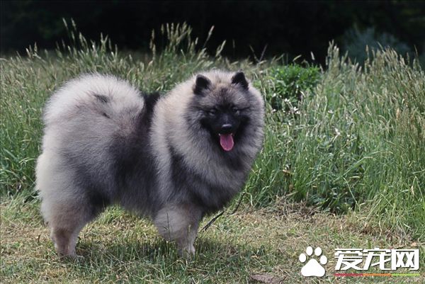 荷蘭毛獅犬體型特點 荷蘭毛獅犬整個頭部呈楔形