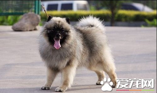 荷蘭毛獅犬體型特點 荷蘭毛獅犬整個頭部呈楔形