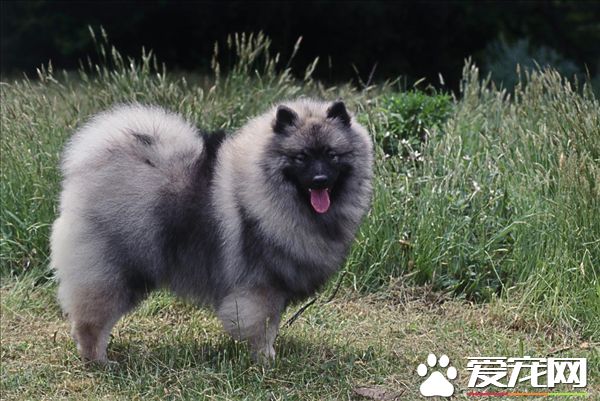 荷蘭毛獅犬訓練難度 荷蘭毛獅犬如何訓練