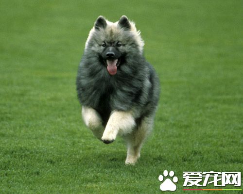 荷蘭毛獅犬掉毛程度 掉毛情況並不嚴重