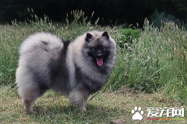 荷蘭毛獅犬掉毛程度 掉毛情況並不嚴重