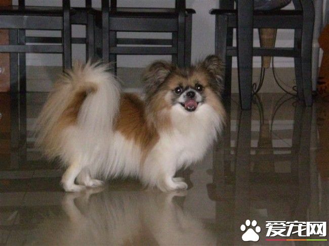 哈威那要剃毛嘛 哈威那毛發如何打理