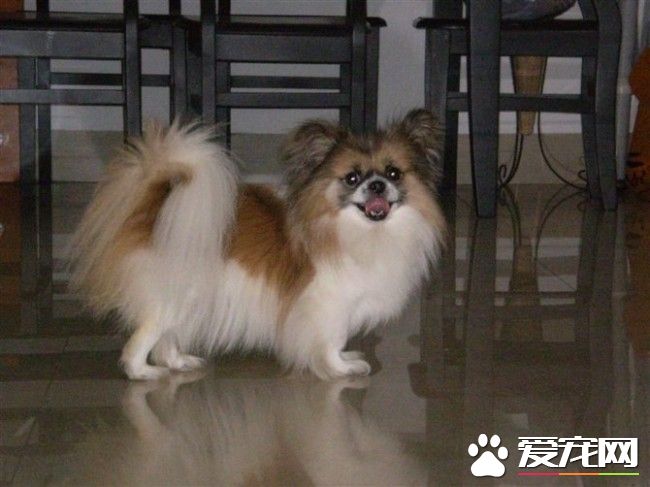 哈威那犬哪個國家 哈威那犬原產地是在古巴