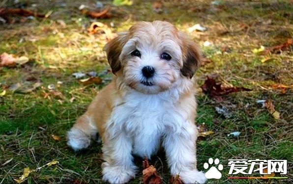 哈威那犬哪個國家 哈威那犬原產地是在古巴