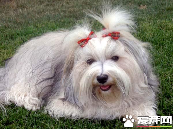哈威那犬哪個國家 哈威那犬原產地是在古巴