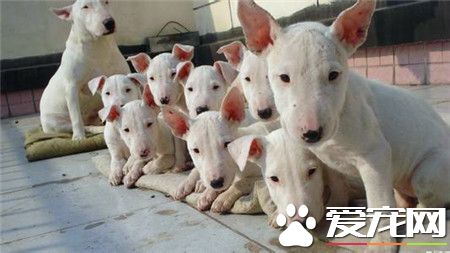 純種的牛頭梗不會爆黑斑嗎 怎樣預防牛頭梗起黑斑