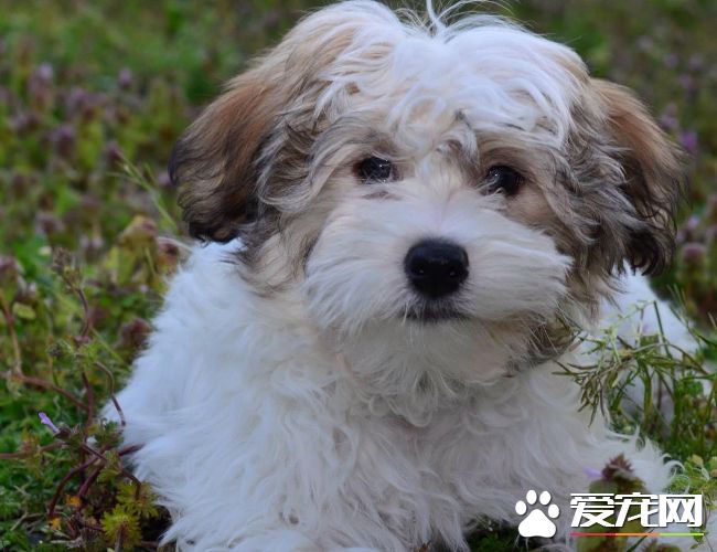 哈威那犬就是哈瓦那犬嗎 哈威那就是哈瓦那犬