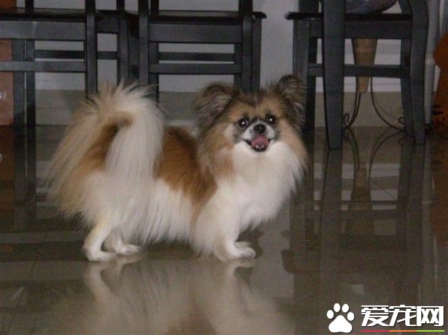 哈威那犬就是哈瓦那犬嗎 哈威那就是哈瓦那犬