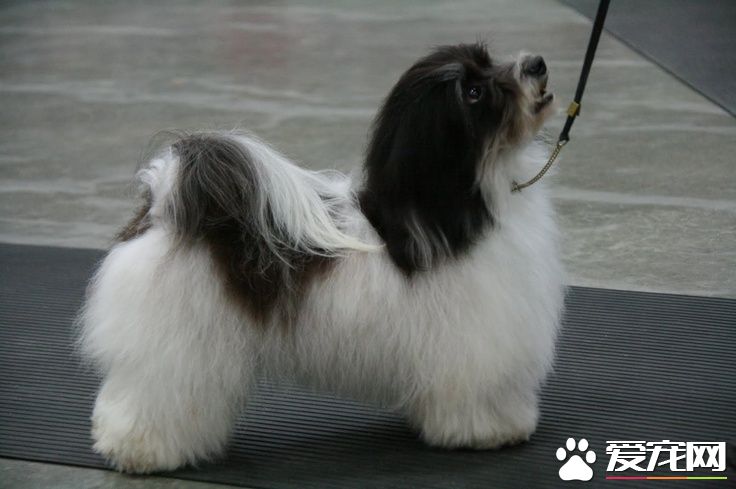 哈威那犬與馬爾濟斯的區別 哈威那是一種強壯的狗