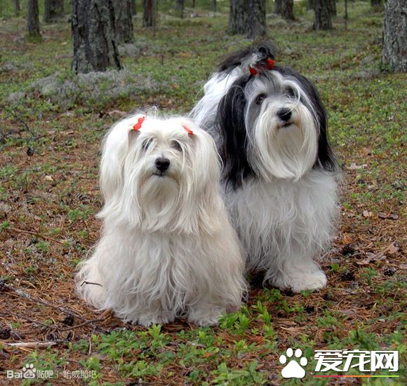 哈威那犬跑步速度 哈威那犬跑步速度如何