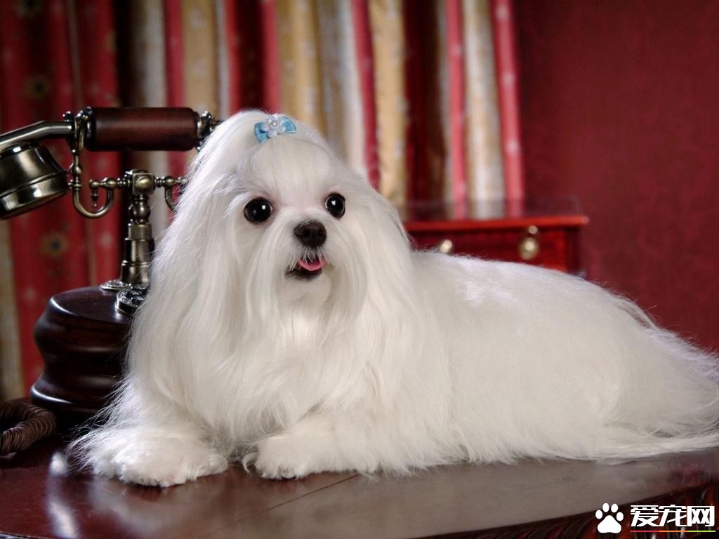 哈威那犬與馬爾濟斯的區別 哈威那是一種強壯的狗