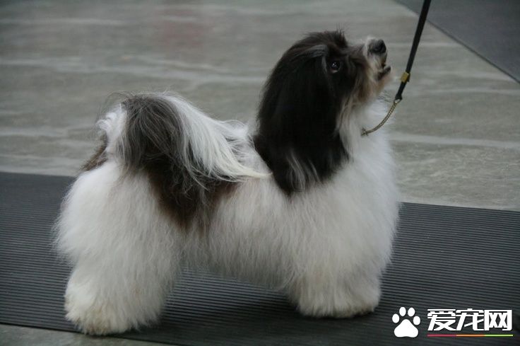 哈威那犬跑步速度 哈威那犬跑步速度如何