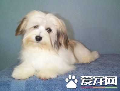 哈威那犬吃什麼 肉類是必須的能提供骨骼生長
