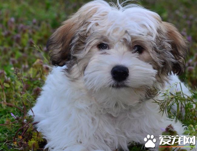 哈威那犬吃什麼 肉類是必須的能提供骨骼生長