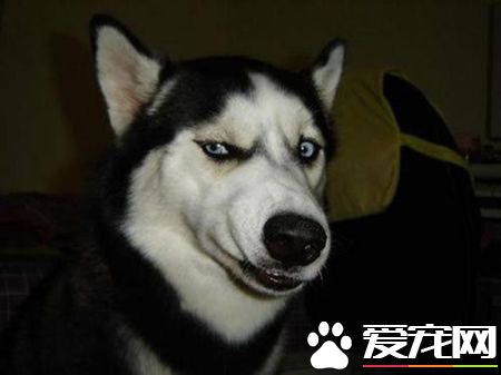 哈士奇幼犬怎麼養 兩個月左右的哈士奇怎麼養