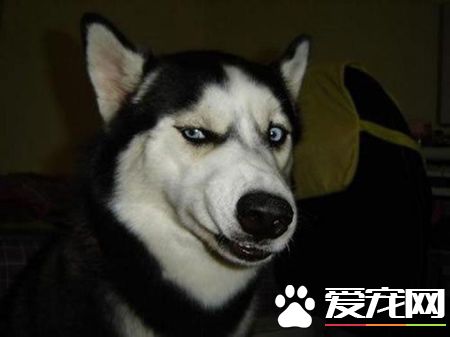 哈士奇幼犬喂養 哈士奇幼犬的飲食管理重要性