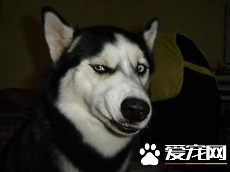 哈士奇幼犬認人麼 哈士奇還是認人的