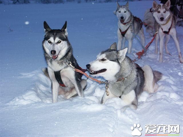 哈士奇幼犬吃什麼狗糧好 麥頓狗糧是不錯的選擇