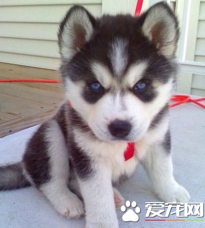 哈士奇幼犬吃什麼狗糧好 麥頓狗糧是不錯的選擇