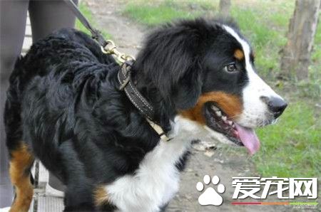 哈士奇為什麼這麼蠢 被智商局限的死死的