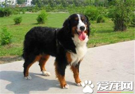 純種伯恩山犬標准 雄性標准肩高24到28英寸
