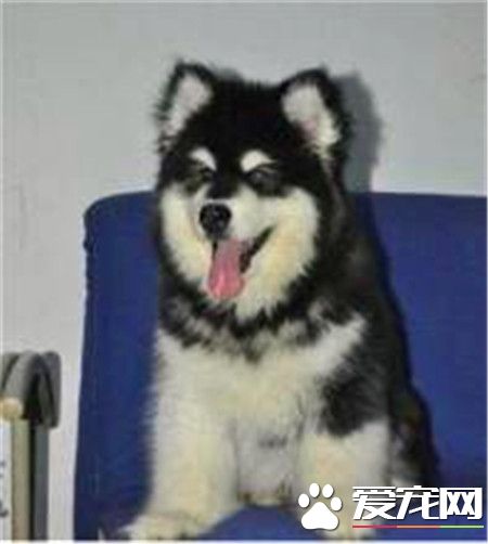 純黑西施犬如何洗澡 給西施犬洗澡的十個步驟