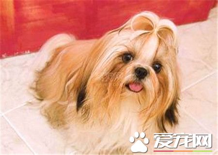 純黑西施犬如何洗澡 給西施犬洗澡的十個步驟